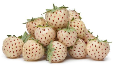 Weisse Ananas Erdbeere Pineberry 50 Samen HOHER ERTRAG