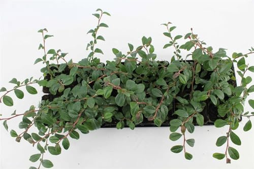 Kriechmispel Cotoneaster dammeri Radicans 50 Stück Bodendecker winterhart | 50er Set, bodendeckend, robust, schnittvertraeglich, ideal für Hangbepflanzung und Beetflächen