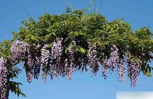 Wisteria floribunda violacea plena (125-150 cm) Blauregen