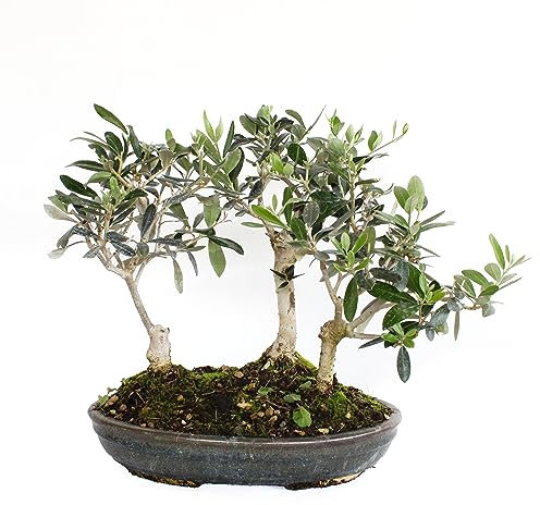 KENTIS - Bonsai Olea Europaea - Bonsai Boschetto 3 Ulivi - Piante Vere da Esterno - Vaso in Ceramica - H 30-35 cm Vaso Ø 30 cm