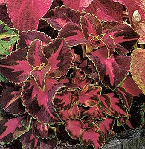 Coleus Super Rainbow Series Festive Dance Annual Seeds