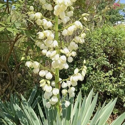 semillas resistentes de lirio de palma, silvestres yuca filamentosa, jardín otoño resistentes perennes raras aptas para las abejas y setos 20pcs