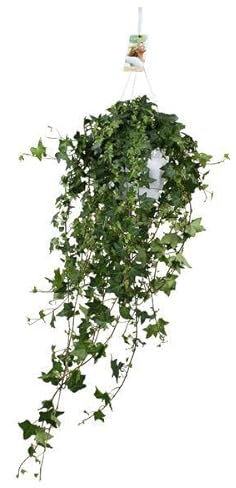 Hedera Helix Pitsburg – Efeu Hängepflanze – Zimmerpflanze – Ø17cm – ca. 45cm hoch – pflegeleichte Grünpflanze für Zuhause und Büro