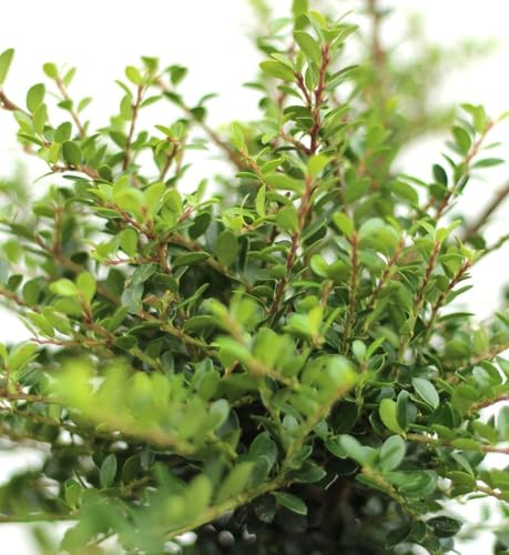 Lot de 10 houx japonais Ilex Crenata Edens Paradise 15-20 cm rustique pour élevage en plein air