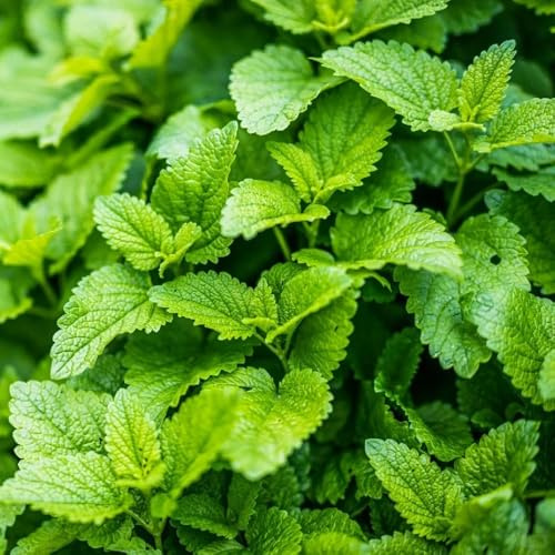 semi resistenti di melissa - per il giardino da ufficio perenni d'appartamento che purificano l'aria decorazione 300pcs