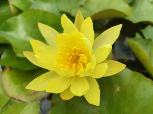 Pianta di Ninfea Gialla con vaso, da inserire in laghetti o stagni Fioritura da giugno a settembre