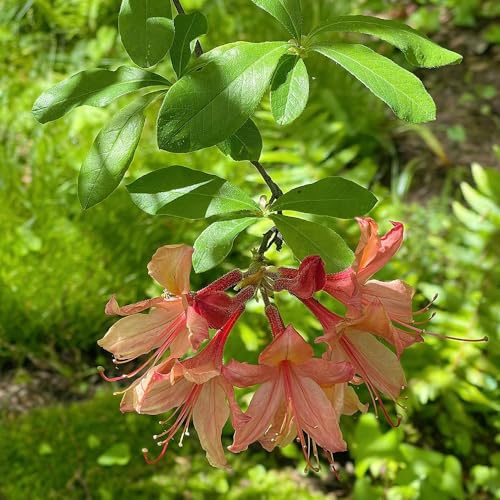 semi di rododendro - azalea, decorazione del soggiorno 65pcs