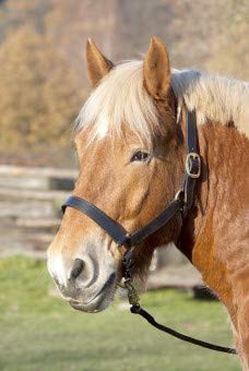 Lederstallhalfter, schwarz KB