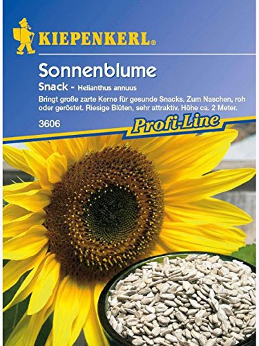 Helianthus annuus Sonnenblume Snack essbare Kerne