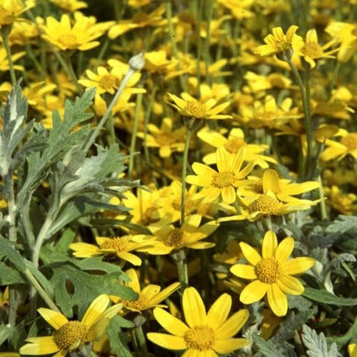Plant World Seeds - Eriophyllum Lanatum Seeds (Perennial Flower Seeds)