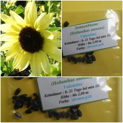Sonnenblumen 30 Samen der Sorte** Valentine** : bis zu 2,00 m !!!