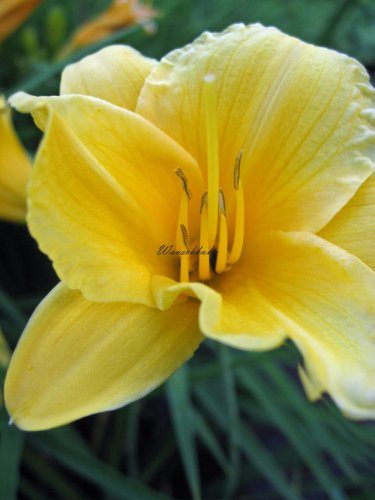 Staudenkulturen Wauschkuhn Hemerocallis Hybr. 'Cradle Song' - Taglilie - Staude im 11cm Topf