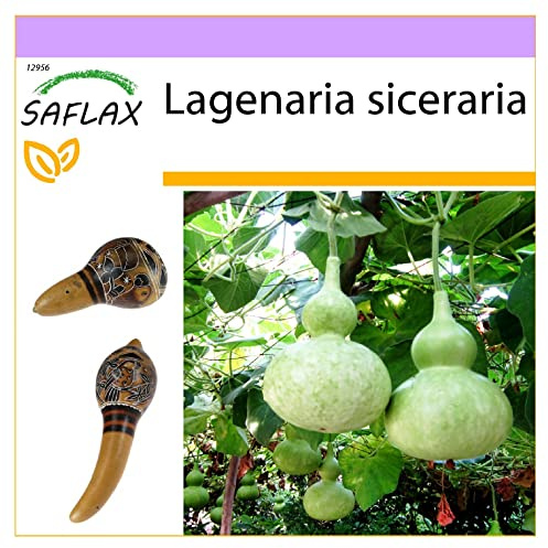 SAFLAX - Afrikanische Riesenkalebasse - 15 Samen - Lagenaria siceraria
