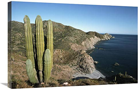 Global Gallery Cactus Gigante Cardon, Isla de Santa Catalina, Mar de Cortez, Baja California, México-Lienzo Art 76,2 x 50,8 cm