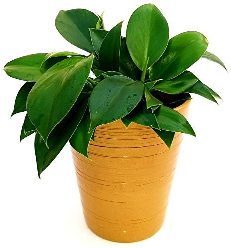 POWERS TO FLOWERS - PHILODENDRON BIRKIN MEASURE IN VASO CERAMICA ORO, pianta vera