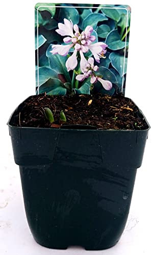 POWERS TO FLOWERS - HOSTA BLUE MOUSE EARS, pianta vera