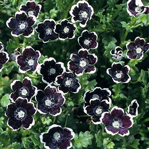 Vision4ever 150 Seeds Flower Nemophila discioidalis Penny Black Hanging Basket