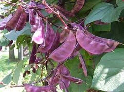 50 Seeds of Lablab Beans (Hyacinth Bean)
