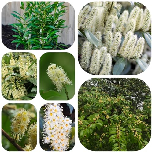 semi di alloro ciliegio - esotiche balcone giardino decorativa resistenti perenni 120pcs