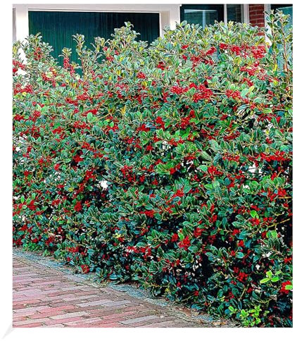 BALDUR Garten Ilex-Hecke 'Heckenfee®', 5 Pflanzen, Ilex meserveae, winterhart, Wasserbedarf gering, Sichtschutz, für Standort im Schatten geeignet, blühend