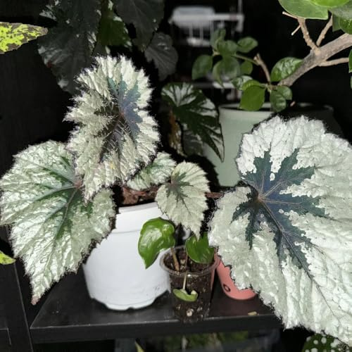 begonien gartenpflanzen pflanzendeko kräutergarten pflanzensamen balkon deko kräuterpflanzen kräuterbeet kräuterbeet indoor heilkräuter topfpflanzen draußen winterhart kräutersamen 400samen