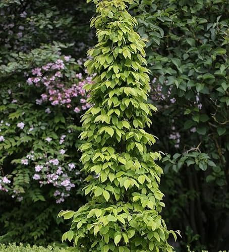 Hainbuche Lucas 100-125cm - Carpinus betulus - lebende Gartenpflanze aus den Baumschulen