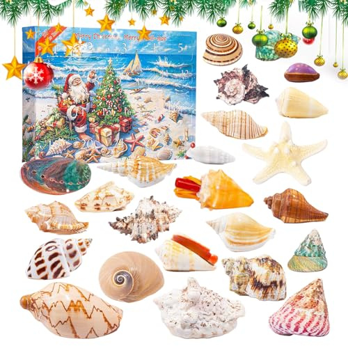 Snäckskal adventskalender – 24-dagars julnedräkning med naturliga snäckskal, kammusslor och sjöstjärna, pedagogisk samlarpresent för barn och vuxna, helgöverraskningskalender, 35 x 25 cm
