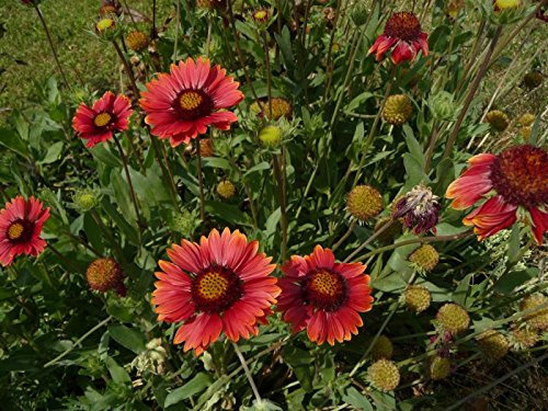 Rote Kokardenblume Gaillardia aristata 'Burgunder' 100 Samen