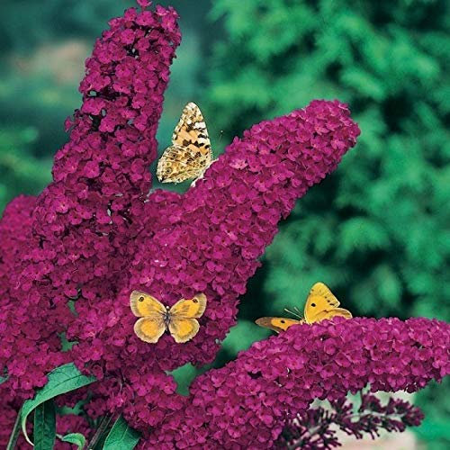 Portal Cool Buddleia de David « Royal Red »