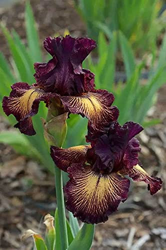 Bulbi iris,Bouquet di fiori carini che ondeggiano al vento/piante grasse particolari/Pieno di vita-1,4bulbis