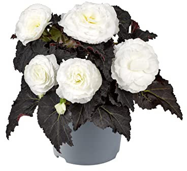 PREMIER SEEDS DIRECT - Begonia Tuberous - Non Stop Mocca F1- White (150 Pellets)
