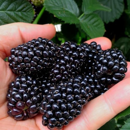 Dornenlose Brombeere Black Butte 2L - Es wächst schnell und benötigt keinen Bestäuber.