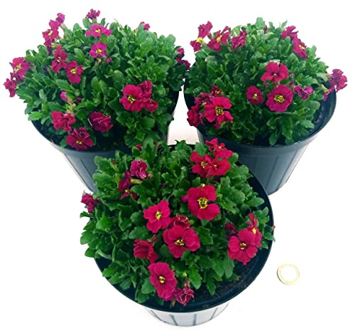 POWERS TO FLOWERS - AUBREZIA, AUBRETIA, 3 PIANTE, VASO 13CM, Piante Vere