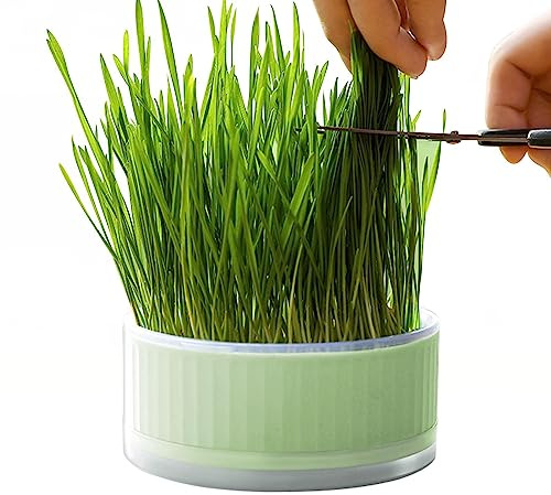 Amesor césped para Gatos Interior,Caja plantación hidropónica Cat Grass Grower - Bandeja germinación Desmontable, Caja Hierba sin Suelo para Ayudar a la digestión, decoración