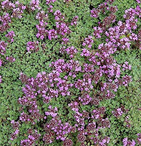 Polsterthymian Pseudolanuginosus - Thymus praecox - lebende Gartenpflanze aus den Baumschulen
