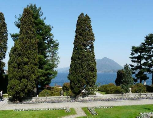 15 SEMI DI CUPRESSUS SEMPERVIRENS:Seeds