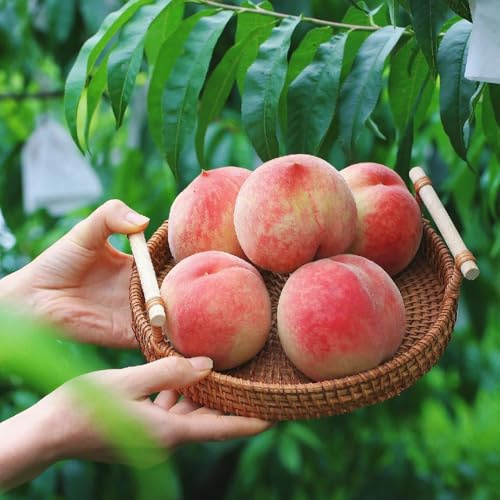 semi di pesco, colonnare resistente Prunus persica, colonnari, esotiche esotici Gli da nani sono resistenti di antiche varietà 25pcs
