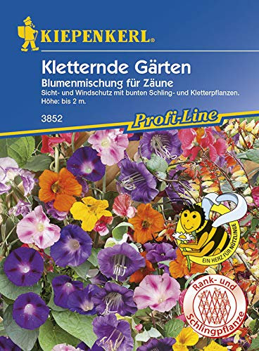 Kletternde Gärten einjährig von Kiepenkerl