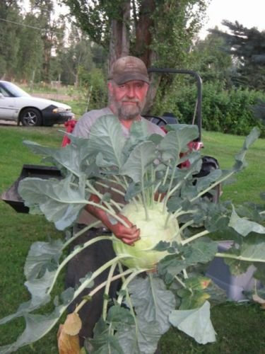 20 cavolo rapa SEMI GIGANTE 2017