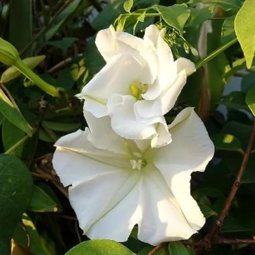 Semi di fioreluna, semi esotici resistenti perenni selvatici da giardino 500pcs