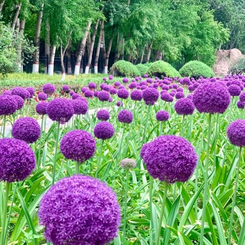 bulbos allium reverdecimiento de tejados de oficina jardín del balcón puerro gigante 15pcs