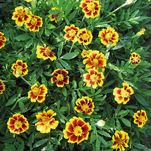 50 Marigold Tagetes Dwarf French Legion D'Onore Seeds (Legion of Honour) - 50 Seeds