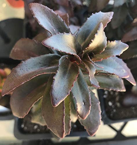 Semi di Germinazion : Sedum 'Dark Magic' Kommt dans un pot de 10,2 cm