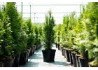 100st. Thuja Smaragd 70-100cm für 30m Hecke Lebensbaum Heckenpflanzen Edelthuja Immergrün Sichtschutz