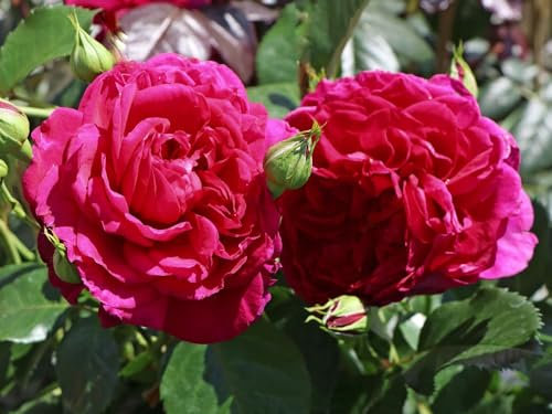 Strauchrose Soul ® (Container)