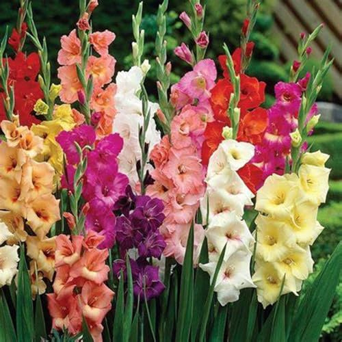 Garden,Winterhart pflanzen,2025 Winterhart zwiebeln,Blumenzwiebel Mix, Mysteriöse magische Glühbirne, Mehrjährige Blumenzwiebel-8 Gladiolen Zwiebeln-B