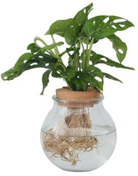 Plant in a Box - Monstera 'Affenmaske' im Glas – Fensterblatt – Hydrokultur – Zimmerpflanze im Wasser