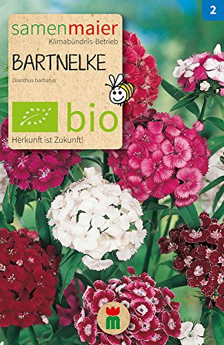 BIO Bartnelke Samen - Zweijährige Mischung in Pink, Rosa, Rot und Weiß - Höhe 50 cm - Aussaat Mai bis August - Inhalt reicht für ca. 50 Pflanzen - Samen Maier