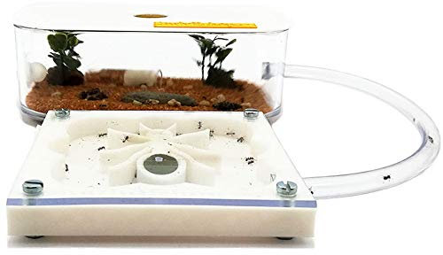 3D Ameisenfarm 10x10 cm mit Deckel | weiße Farbe - Schaumstoff-Feuchtigkeitssystem【Ameisen kostenlos enthalten】