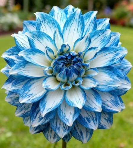 Dalia- Rizomi Dalia Resistenti- Rara Rizomatosa Perenne Dalia- Elegante Giardino Espositivo- Piantagione Primaverile Autunnale-e-6 rizomi